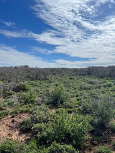 Land For Sale in Dove Creek, CO! - image 2