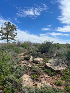 Land For Sale in Dove Creek, CO! - image 4