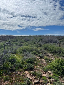Land For Sale in Dove Creek, CO! - image 1