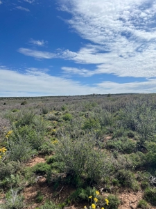 Land For Sale in Dove Creek, CO! - image 28