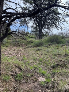 Land For Sale in Dove Creek, CO! - image 10