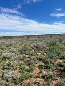 Land For Sale in Dove Creek, CO! - image 27