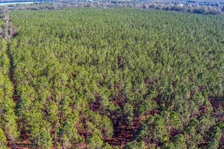 Pine Trees For Sale In Suwannee County !! - image 11