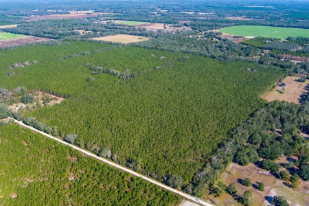 Pine Trees For Sale In Suwannee County !! - image 3