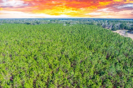 Pine Trees For Sale In Suwannee County !! - image 9