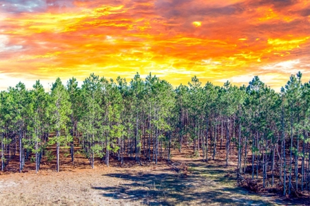 Pine Trees For Sale In Suwannee County !! - image 13