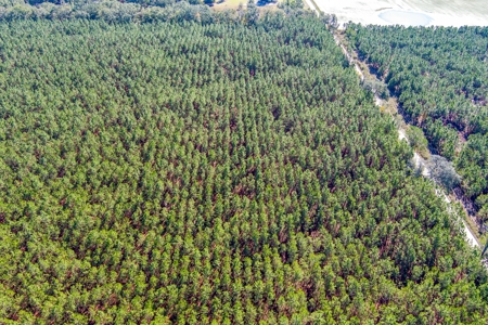 75 Ac Of Planted 16.5 Yr Improved Slash Pine For Sale!!! - image 13