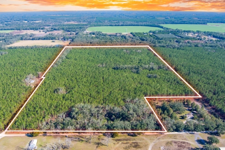 75 Ac Of Planted 16.5 Yr Improved Slash Pine For Sale!!! - image 7