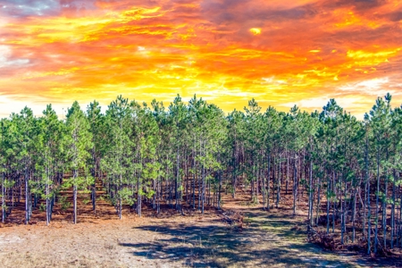 75 Ac Of Planted 16.5 Yr Improved Slash Pine For Sale!!! - image 14