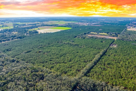 75 Ac Of Planted 16.5 Yr Improved Slash Pine For Sale!!! - image 3