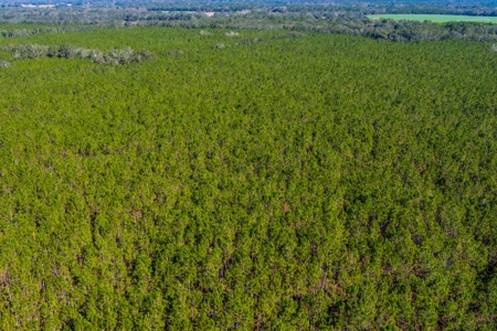 75 Ac Of Planted 16.5 Yr Improved Slash Pine For Sale!!! - image 9