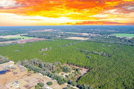 75 Ac Of Planted 16.5 Yr Improved Slash Pine For Sale!!! - image 8