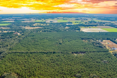 75 Ac Of Planted 16.5 Yr Improved Slash Pine For Sale!!! - image 4