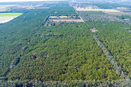 75 Ac Of Planted 16.5 Yr Improved Slash Pine For Sale!!! - image 2
