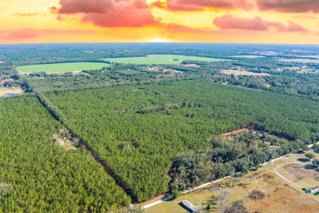 75 Ac Of Planted 16.5 Yr Improved Slash Pine For Sale!!! - image 5