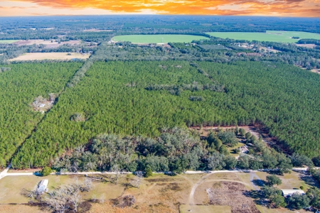 75 Ac Of Planted 16.5 Yr Improved Slash Pine For Sale!!! - image 6