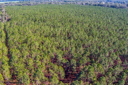 75 Ac Of Planted 16.5 Yr Improved Slash Pine For Sale!!! - image 12