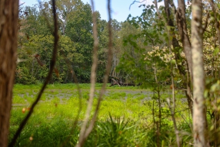 Hunting Land for Sale Just Outside of Baton Rouge - image 14