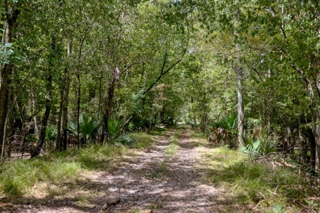 Hunting Land for Sale Just Outside of Baton Rouge - image 6