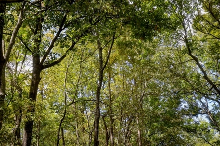 Hunting Land for Sale Just Outside of Baton Rouge - image 10