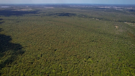 Hunting Land for Sale Just Outside of Baton Rouge - image 24