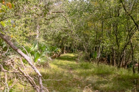 Hunting Land for Sale Just Outside of Baton Rouge - image 3
