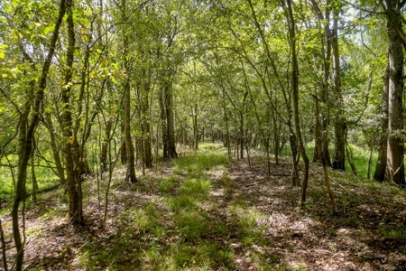 Hunting Land for Sale Just Outside of Baton Rouge - image 19