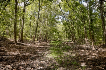 Hunting Land for Sale Just Outside of Baton Rouge - image 9