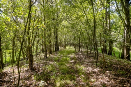 Hunting Land for Sale Just Outside of Baton Rouge - image 18