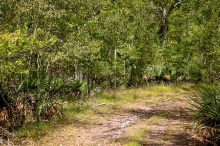 Hunting Land for Sale Just Outside of Baton Rouge - image 5
