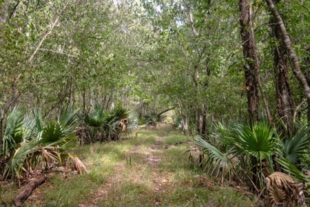 Hunting Land for Sale Just Outside of Baton Rouge - image 20