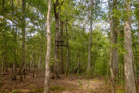 Hunting Land for Sale Just Outside of Baton Rouge - image 15