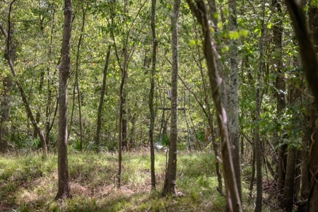 Hunting Land for Sale Just Outside of Baton Rouge - image 11