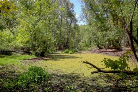 Hunting Land for Sale Just Outside of Baton Rouge - image 12
