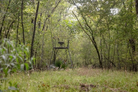 Hunting Land for Sale Just Outside of Baton Rouge - image 19