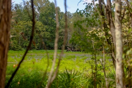 Hunting Land for Sale Just Outside of Baton Rouge - image 1