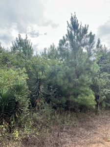 Recreational Timberland W/ Creek for Sale near Westport, LA - image 12