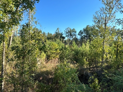 Recreational Timberland W/ Creek for Sale near Westport, LA - image 17