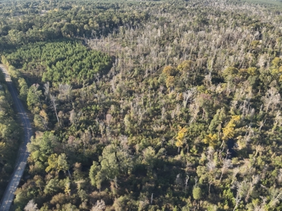 Recreational Timberland W/ Creek for Sale near Westport, LA - image 6