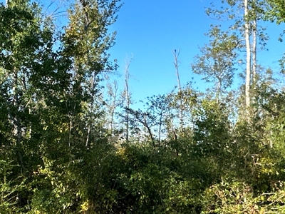 Recreational Timberland W/ Creek for Sale near Westport, LA - image 16