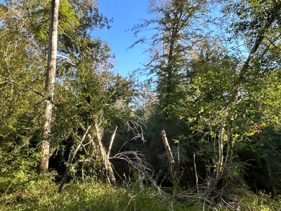 Recreational Timberland W/ Creek for Sale near Westport, LA - image 20
