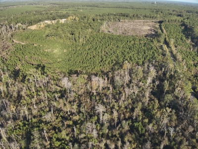 Recreational Timberland W/ Creek for Sale near Westport, LA - image 8