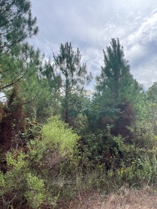Recreational Timberland W/ Creek for Sale near Westport, LA - image 13