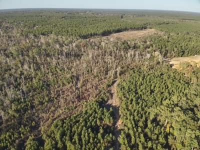 Recreational Timberland W/ Creek for Sale near Westport, LA - image 2