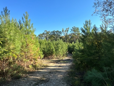 Recreational Timberland W/ Creek for Sale near Westport, LA - image 19