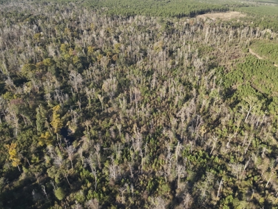 Recreational Timberland W/ Creek for Sale near Westport, LA - image 7