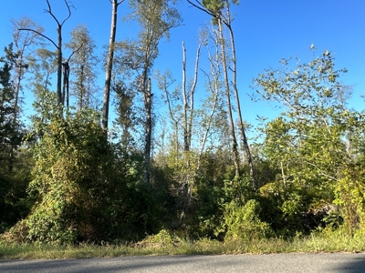 Recreational Timberland W/ Creek for Sale near Westport, LA - image 18