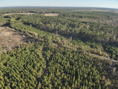 Recreational Timberland W/ Creek for Sale near Westport, LA - image 4