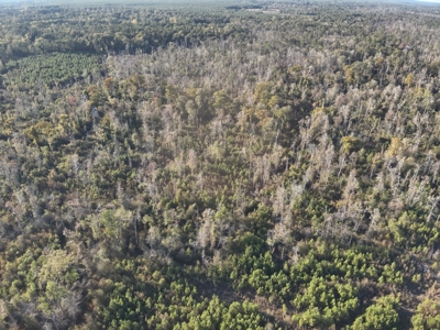 Recreational Timberland W/ Creek for Sale near Westport, LA - image 3