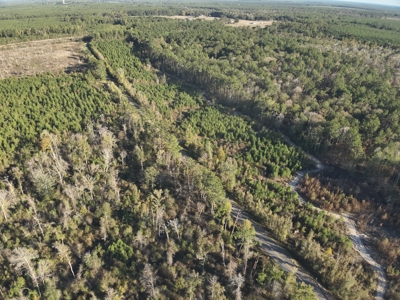 Recreational Timberland W/ Creek for Sale near Westport, LA - image 9